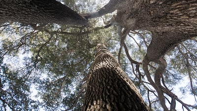 In the 16th century, there were so many pilgrims visiting the Cedars of God that the Maronite church issued an edict threatening to excommunicate visitors who damaged them