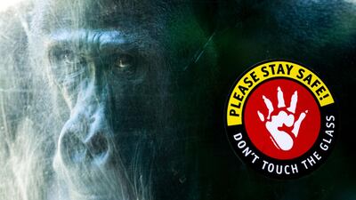 A gorilla is photographed through a glass panel on which a sticker reads 'Please Stay Safe Don't Touch the Glass' as the Los Angeles Zoo reopens after 166 days amid the coronavirus pandemic in Los Angeles, California. EPA