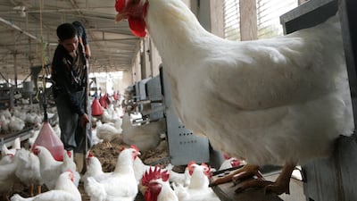 An Egyptian worker cleans a chicken farm near Jamasa city, 170km north of Cairo. AFP
