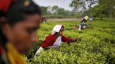 Female workers pick tea leaves inside Aideobarie tea estate in Jorhat, Assam.