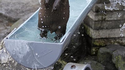 A river otter stands up after hitting the waterslide at Ichikawa Zoological and Botanical Garden in Ichikawa, east of Tokyo on Wednesday, July 30, 2014. Playful otters spend their time swimming and playing in the waterslide that was built two years ago in commemoration of the 25th anniversary of the zoo for the mammals to beat the summer heat. AP