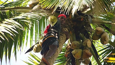 Coconuts – valued for their water, flesh, oil and timber – are among the agricultural products worth considering investment in. Getty Images