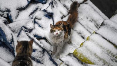 Stray cats search for food during a snowy day in Istanbul on February 8, 2020. / AFP / Ozan KOSE