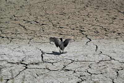 The Eurasian coot walking on an almost dry pond near Oud-Heverlee in Belgium this month. Nicolas TUCAT / AFP