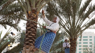 A man demonstrates traditional methods of pruning date-palms. Silvia Razgova / Crown Prince Court — Abu Dhabi