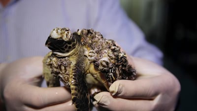 A hawksbill turtle covered in barnacles. Discovery