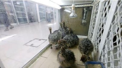 Commercial trade in exotic animals including lions, tigers, gorillas, chimps, crocodiles and cheetahs continues despite UAE ban.