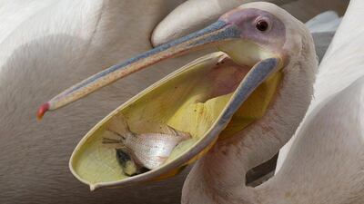 A great white pelican eats fish in the Mishmar HaSharon reservoir, Israel. Ariel Schalit / AP Photo