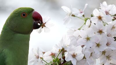 A parakeet nibbles blossoms on a tree in St James's Park, London. EPA