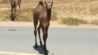 The young camel has been described as 'inquisitive and energetic'