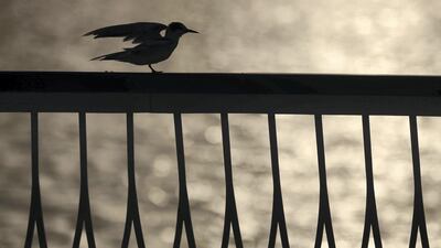 A bird perches on a railing at Dubai Creek Harbour.