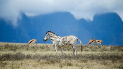 A hallmark of this epoch is the rapid rate at which animal species are becoming extinct. Rodger Bosch / AFP