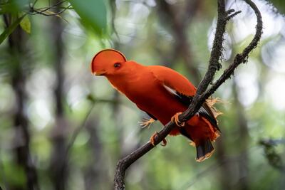 The cock-of-the-rock is native to South America. Courtesy Jamie Lafferty
