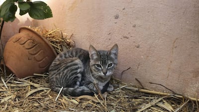 The word 'erham' means 'take pity' in Arabic. Courtesy Anne Heslop