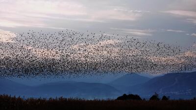 A murmuration of starlings over Valtos village, Argolis, Peloponnese, southern Greece. EPA