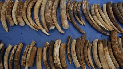 The ivory, hidden among tea leaves, was shipped out of Kenya on March 24 and went through ports in Sri Lanka, Malaysia and Singapore before coming to Thailand. Chaiwat Subprasom/Reuters