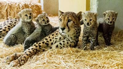 Cheetah mother Afra looks at her four little cubs at their enclosure at the zoo in Vienna, Austria. AP Photo