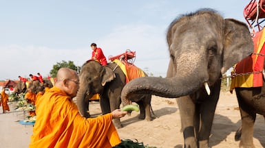 A Thai Buddhist monk feeds an elephant during an all-you-can-eat elephant buffet to mark National Elephant Day at the Ayutthaya Elephant Palace and Royal Kraal in Ayutthaya, Thailand. EPA