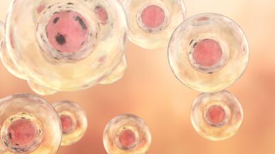 The synthetic embryos lack the necessary tissue that would allow them to develop into foetuses. Getty