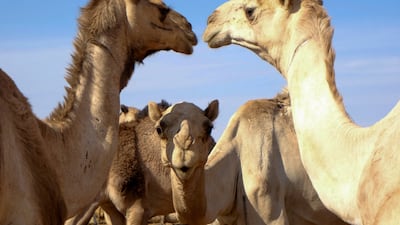 Camels at a livestock export market in Al Obeid, Sudan. Reuters