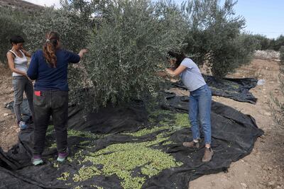 Activists with the Rabbis for Human Rights organisation help Palestinian farmers harvest their olive trees, in the Palestinian village of Burin near Nablus on October 19, 2021. Menahem Kahana / AFP