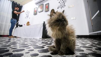 Located above a vet's clinic, it provides a comfortable place for cats to play when the owners are away. Haidar Mohammed Ali / AFP Photo