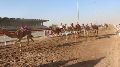 The fourth round of Al Bashayer Arabian Camel Festival begins in the Wilayat of Adam in the Dakhiliyah governorate in Oman. Oman News Agency