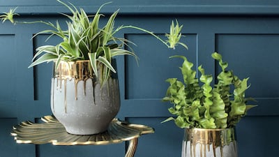 In a bid to bring the outdoors in and keep homes germ-free, consider air-purifying plants and stick them in decorative holders. Photo: Audenza