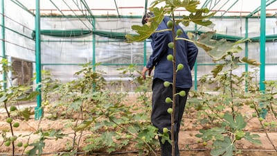 Now, the new technology allows them to be watered once in two days for two to three minutes.