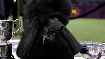 Best in show: A standard poodle named Siba sits next to the trophy and ribbon after being named Best in Show on the final night of the 2020 Westminster Kennel Club Dog Show. EPA