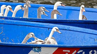 Swans sit in a boat during the annual collection of Hamburg's "Alster Swans". Every year the swans are collected from waterways around the northern German city and are taken to winter quarters where they will be fed and cared for until spring. Fabian Bi???