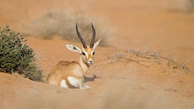 Arabian sand gazelle. Sarah Dea / The National