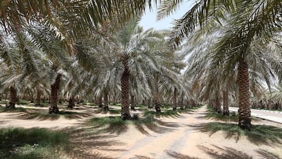 Date palms at Al Dahra farm in Al Ain. The UAE’s production of the plants is a success story in the region. Pawan Singh / The National