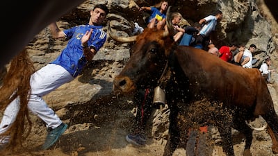 'Mozos', or runners, take part in the seventh day of the traditional running of the bulls in Falces, Spain. EPA