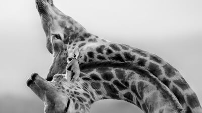 Honourable Mention, Wildlife, Torie Hilley, US. Two young bull giraffes fighting in South Africa.