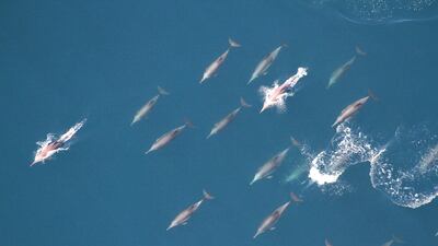 A pod of dolphins off the coast of Fujairah are recorded during an aerial survey conducted by Five Oceans, Al Mayya Sanctuary and in co-operation with Fujairah Port. Courtesy The Fujairah Whale and Dolphin Research Project