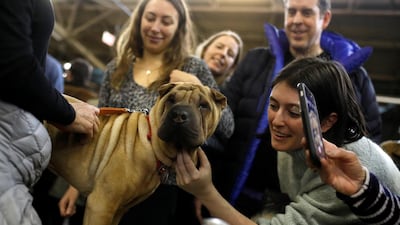 Nala, a Chinese Shar-Pei, at the AKC Meet the Breeds event. Photo: Reuters