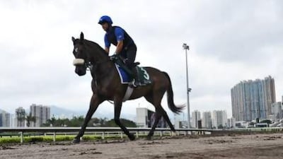 Sajjhaa gallops at Sha Tin Racecourse in April. Godolphin’s charger will run in the Nassau Stakes at Glorious Goodwood on Saturday.