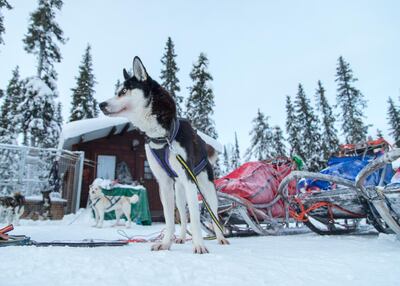 A husky gets ready for departure. Jamie Lafferty