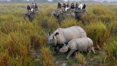 Tourists riding on elephants photograph a rhinoceros with her calf at the Kaziranga National Park, in India's north-east state of Assam. Devastating flooding has killed about 600 animals in the region's largest wildlife park, including two one-horned rhino calves.