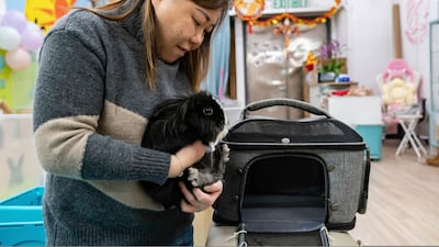 An employee puts a rabbit in a carrier