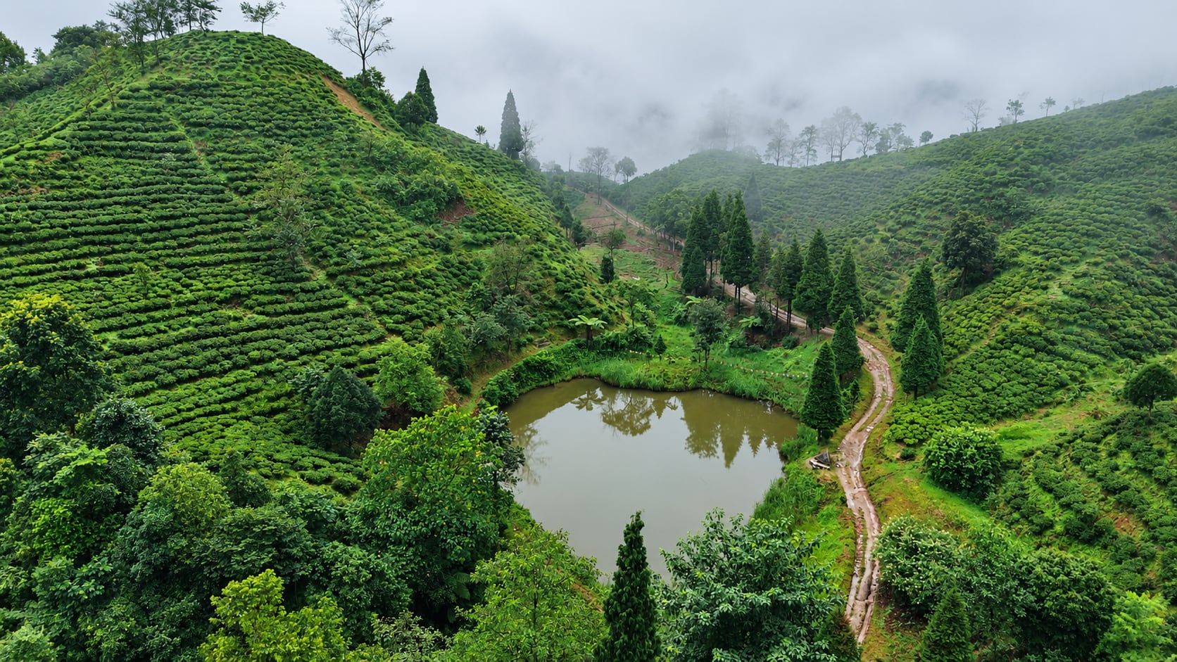 A salamander pond at Margaret’s Hope tea estate. Photo: Rahul Shankar