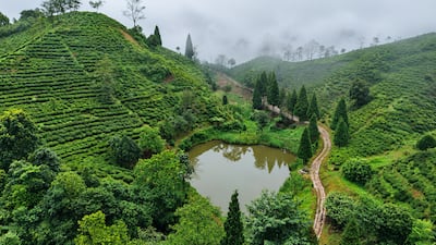 A salamander pond at Margaret’s Hope tea estate. Photo: Rahul Shankar