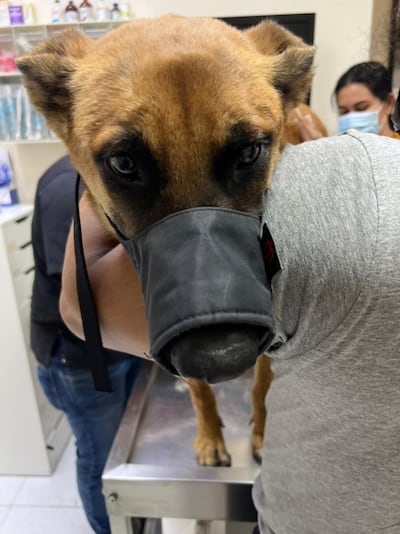 The dog has been treated for its injuries. Photo: Parvez Alam