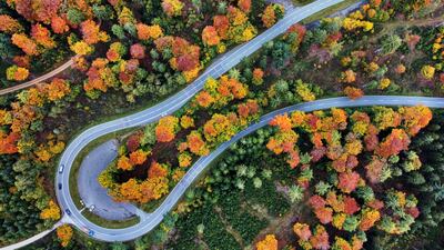 A road snakes through an autumnal woodland near Frankfurt, Germany. AP