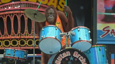 An orangutan playing the drums while performing to an audience at Safari World.