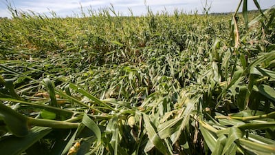 Smartkas and the Hamad Bin Khalifa Department of Projects will build “smart greenhouses” in a push to boost food security. AP