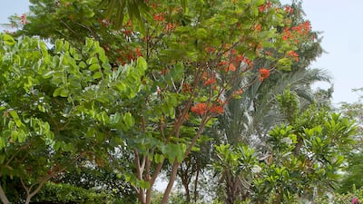 The glorious greenery of the Meadows is a major selling point for prospective residents