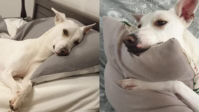 Keeping dogs entertained at home can be tough, here are some tips. Pawfect Behaviour / Instagram