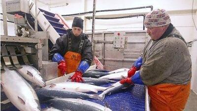 Norway used to be China's top fresh salmon supplier, sending steadily growing volumes to exclusive restaurants in Beijing and Shanghai. But since the Norwegian Nobel Committee gave the Nobel Peace Prize to imprisoned Chinese dissident Liu Xiaobo, Norwegian salmon exporters say their fish is being held up for days, even weeks, by Chinese food safety inspectors, devastating its freshness. AP Photo / Scanpix, Terje Bendiksby